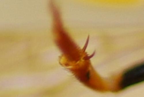 Nomada sp.